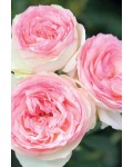 Троянда плет.Едем Іден Роуз П'єр де Ронсар біло-рож. | Роза плет.Едем Иден Роуз Ронсар бело-роз. | Climbing rose Edem Eden Rose Pierre de Ronsard white-pink